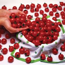 The plant is indeterminate and will need pruning. Super Sweet 100 Cherry Tomato Nana S Bloomers