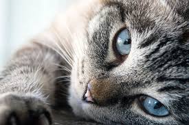 Therefore, if your cat usually munches on the parsley in your garden, do not worry as the herb is safe. 17 Things About Can Cats Eat Lettuce Will Benefit Your Cats