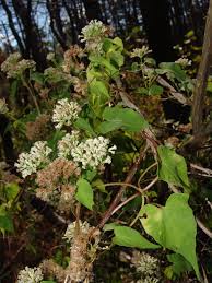 Image result for Mikania sagittifera