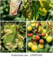 Image result for peronospora grapevine