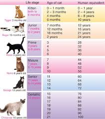 How To Tell Your Cat S Age In Human Years International Cat Care Cat Age Chart Cat Years Cat Ages