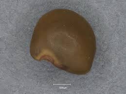 Image result for Aeschynomene heurckeana