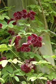 Get a good field guide to local flora and use the most striking feature of the vine for. Plant Finder Flowering Vines Plants Plant Combinations