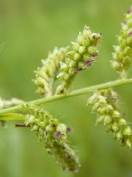 Image result for Styppeiochloa