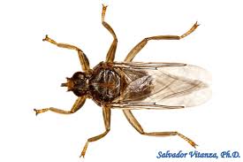 Image result for Dicliptera zambeziensis