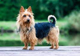 Pit bull terrier, japanese tosa, dogo argentino, and fila brasileiro) and/or any of the following: The Cost Of An Australian Terrier Puppies Adult Dogs Petbudget
