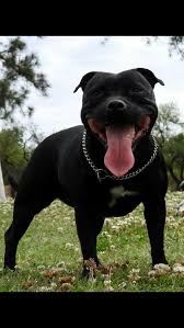 Earthy How To Train Dog Doglover Smalldogs American Pitbull Terrier Pitbull Terrier Dog Breeds