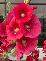 Image result for Alcea rosea