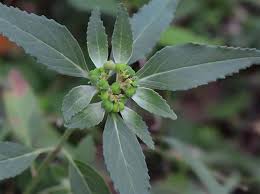 Image result for Euphorbia davyi