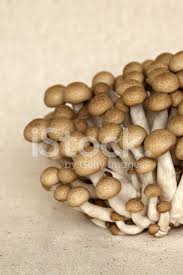 Edibility may be defined by criteria that include absence of poisonous effects on humans and desirable taste a. Grzyby Shimeji Zdjecia Ze Zbiorow Freeimages Com