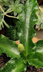 Image result for Triumfetta dekindtiana