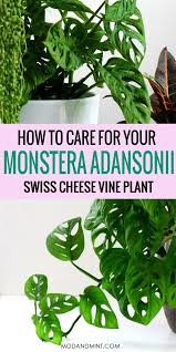 Monstera Adansonii How To Care For A Swiss Cheese Vine Plant Plant Care Houseplant Plants Cheese Plant