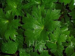 Image result for Geranium bohemicum Orhcid Blue