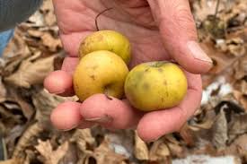 Arkansas Plant To Produce Edamame