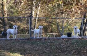 We breed english fox red labs, english black labs, english yellow labs, english white labs and english chocolate labs. Shelby S White Labrador Breeders A White Lab Breeder Puppies For Sale