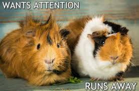 Pin On Guinea Pigs