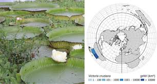 Image result for Limosella maior