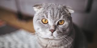 Black cat with yellow eyes. Inherited Disorders In Cats International Cat Care