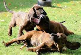 Image result for hannoverský barvář