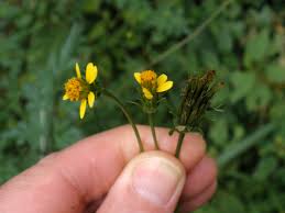 Image result for Bidens bipinnata