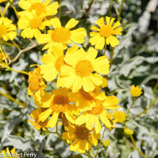 Image result for Embelia multiflora