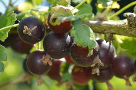 Image result for jostaberry
