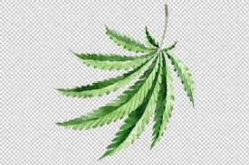 Leaves Hemp Plant Watercolor Png Watercolor Plants Hemp Leaf Watercolor