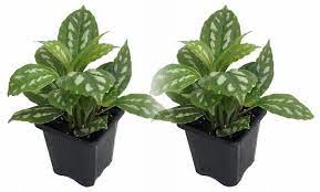 Plants House Plants Page 1 Hirt S Gardens Plants Asparagus Fern Fairy Garden Plants