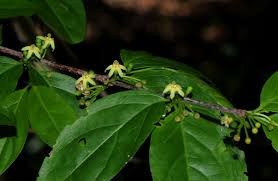 Image result for Rytigynia ruwenzoriensis