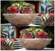 Pin By Judy Allen On Plants Succulents Succulents Plants Cacti And Succulents