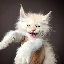 As a result, most pet owners don't realize all of the the tabbies are the most sought after maine coon colors. 50 Cute Maine Coon Kittens That Are Future Giants In The Making