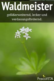 Waldmeister Eine Heilpflanze Des Fruhlings Heilpflanzen Krauter Pflanzen Waldmeister