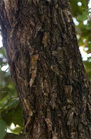 Image result for Piliostigma thonningii