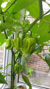 My Beautiful Scotch Bonnet Sadly Still Unripe Gardening