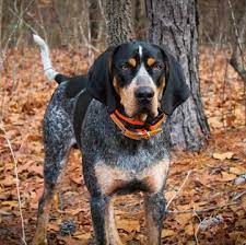 Bluetick Coonhound Puppies For Sale Adoptapet Com