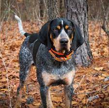 Bluetick coonhound puppy for sale near north carolina, stokesdale, usa. Bluetick Coonhound Puppies For Sale Adoptapet Com
