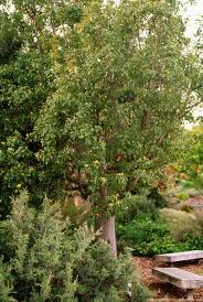 Image result for Brachychiton