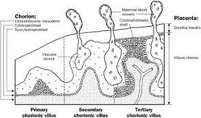 Placenta And Extraembryonic Membranes Placenta Loose Connective Tissue Membrane Structure