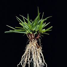 High quality ryegrass seeds forage grass seed for both pasture and for lawns. Grass Seed Buying Guide At Menards