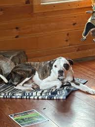 When I passed by the Haywood County Courthouse this morning, I saw an  injured dark brown dachshund. The injury was not serious. If anyone has  lost him, they can go there to