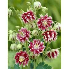It makes a terrific cut flower , as you can imagine. Aquilegia Vulgaris Nora Barlow Columbine Paramount Nursery Inc