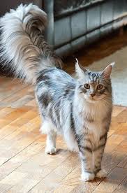 Bezumno Krasivye Koshki Novaya Podborka Nashi Kotiki Yandeks Dzen Cats Cat Koty Koshki Kotiki Kotyata Animals Cats Neko