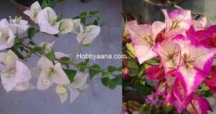 Bougainvillea Glabra Bougainvillea Spectabilis Bougainvillea Flower How To Care Bougainvillea Bougainvi Flowering Trees Leaf Compost How To Preserve Flowers