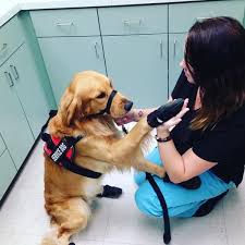 Reserve now, pay at stay. Animal Hospital In Phoenix Az Canyon Animal Hospital