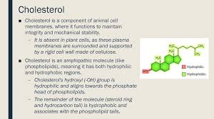 May 15, 2021 · animal cell size and shape. Topic 1 3 Membrane Transport Ppt Download