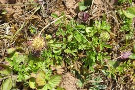 Image result for Sarcophyte piriei