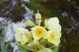 To the north and the indian province of west bengal to its south. Sikkim Flower Tour Best Flowers Of Sikkim India Travel