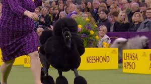 'siba' the standard poodle wins best in show at 2020 westminster kennel club dog. 2020 Group Winner Highlights
