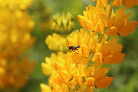 Check spelling or type a new query. Bee Happy Its Pollinator Week Public News Service