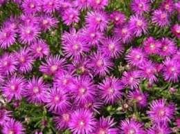Delosperma Cooperi Plantes Robustes Cactus Et Plantes Succulentes Jardins